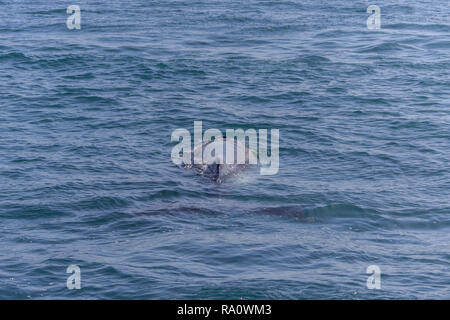 Pinna di un Humpback Whale in Perù Foto Stock