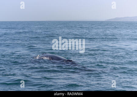 Pinna di un Humpback Whale in Perù Foto Stock