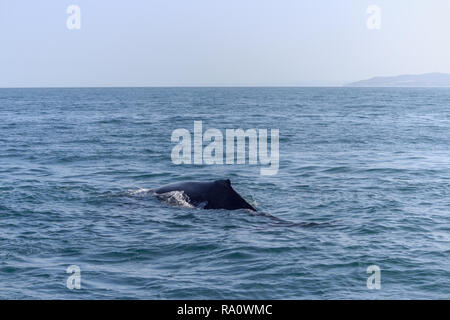 Pinna di un Humpback Whale in Perù Foto Stock