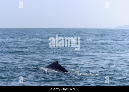 Pinna di un Humpback Whale in Perù Foto Stock