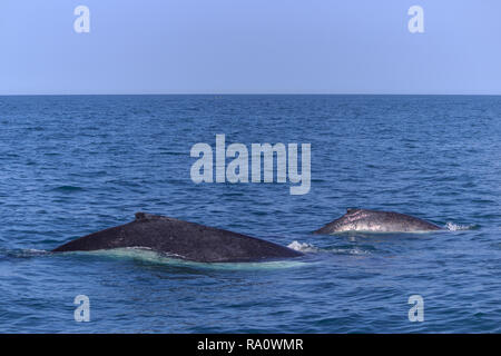 Pinna di un Humpback Whale in Perù Foto Stock