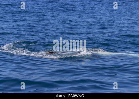 Pinna di un Humpback Whale in Perù Foto Stock