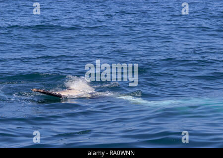 Pinna di un Humpback Whale in Perù Foto Stock