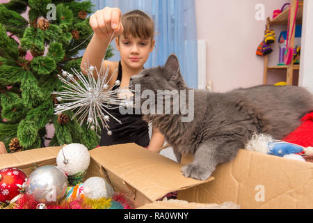 Un gatto di casa nibbles una Decorazione per albero di Natale nelle mani di una ragazza Foto Stock