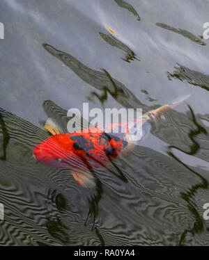 Luminosa foto macro di carpa rosso pesce in acqua chiara di un serbatoio Foto Stock