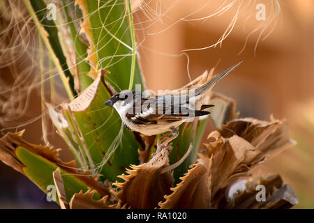 Sparrow seduto in verde Palm tree closeup in presenza di luce solare Foto Stock