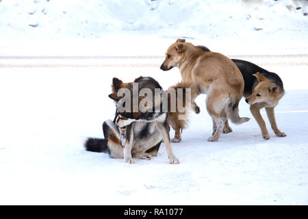 Senzatetto cani.un branco di cani randagi nella neve Foto Stock