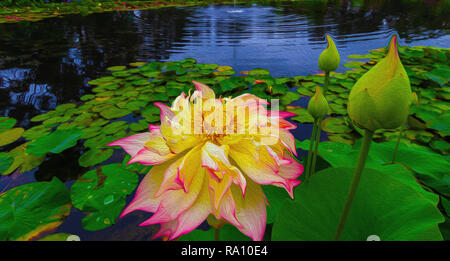 Blue Lotus acqua giardino Victoria Australia Foto Stock