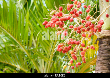 Manila palm. Rosso di frutti di bosco tropicale - frutto di Natale di Palm. Foto Stock