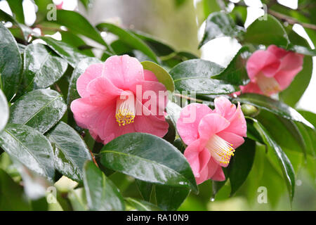 Primo piano di una rosa di camellia fiore in fiore nel giardino in un giorno di pioggia Foto Stock