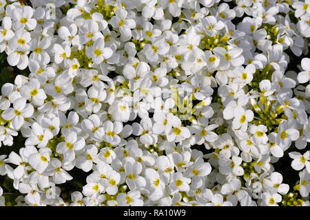 Fioritura rocce alpine-cress Arabis Alpina Foto Stock