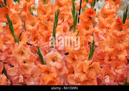 Primo piano su un grande mazzo di orange Gladiolus fiori Foto Stock