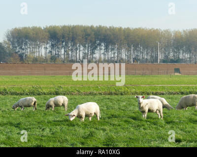 Noord Holland, Paesi Bassi - 3 Novembre 2018: pascolo di ovini in North Holland terreni agricoli al di fuori del villaggio su ricchi pascoli verdi Foto Stock