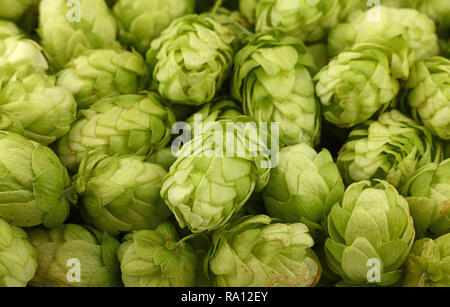 Close up full frame pattern di sfondo di fresco verde il luppolo, ingrediente per la birra o la medicina di erbe, ad alto angolo di visione Foto Stock