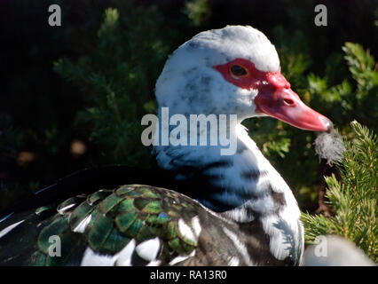 Una domestica anatra muta nidi sotto il sole a Highland Park a Meridian, Mississippi. Foto Stock