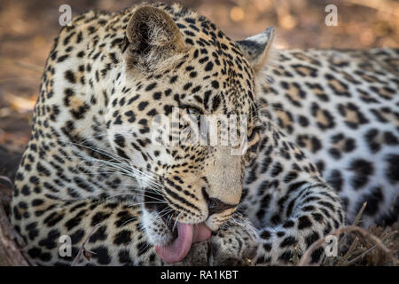 Aspetto stupefacente leopard maschio con metà aperto gli occhi di toelettatura se stesso dopo aver mangiato un pasto. Foto Stock