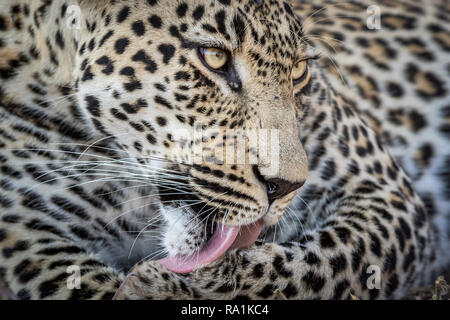 Aspetto stupefacente leopard maschio stesso di pulizia con colore giallo brillante occhi.. Foto Stock