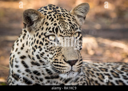 Aspetto stupefacente leopard maschio rilassante nell'ombra di un albero di Marula. Foto Stock