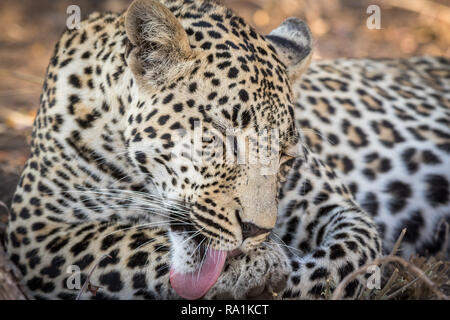 Aspetto stupefacente maschio grooming leopard se stesso dopo aver mangiato un pasto. Foto Stock