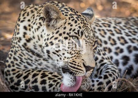 Aspetto stupefacente leopard maschio con gli occhi aperti toelettatura e pulizia di se stesso dopo aver mangiato un pasto. Foto Stock