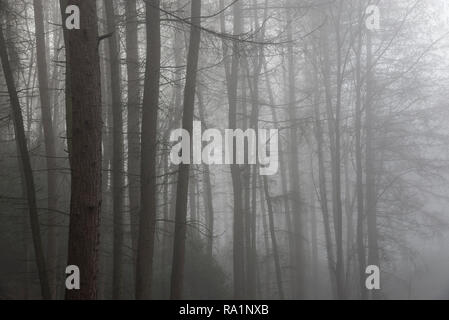 Atmosferica mattino invernale in Erncroft boschi, Etherow country park, Stockport, Inghilterra. Condizioni di nebbia nella fitta foresta. Foto Stock