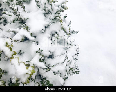 Giardino sempreverde boccole sotto la neve. Foto Studio Foto Stock