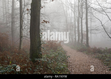 Atmosferica mattino invernale in Erncroft boschi, Etherow country park, Stockport, Inghilterra. Condizioni di nebbia nella fitta foresta. Foto Stock