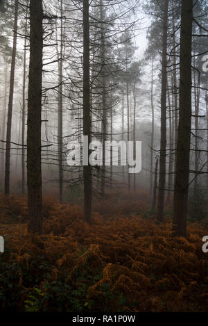 Atmosferica mattino invernale in Erncroft boschi, Etherow country park, Stockport, Inghilterra. Condizioni di nebbia nella fitta foresta. Foto Stock