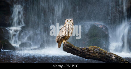 Ritratto di grande maestoso Gufo Reale arroccato su albero caduto con esposizione lunga cascata in background Foto Stock