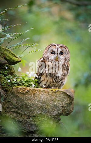 Seduti sul muschio coperto in pietra a secco, di parete tra le felci & Legno Sorrel, una sonnolenta Allocco guarda attraverso il fogliame indietro verso la telecamera Foto Stock