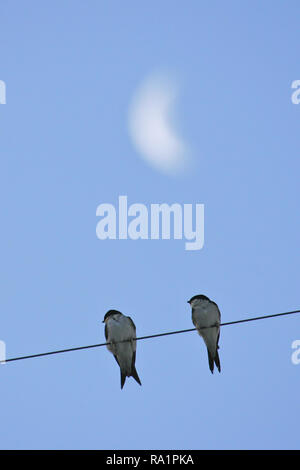 Casa comune Martin (Delichon urbicum), Adulto sulla linea di alimentazione con la luna in background, Brandeburgo, Germania Foto Stock