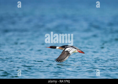 Red-breasted Merganser (Mergus serrator) maschio battenti, Meclemburgo-Pomerania, Germania Foto Stock