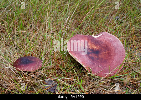 Viola - Brittlegill Russula atropurpurea o nerastro-viola Russula fungo Foto Stock