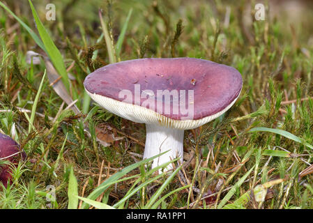 Viola - Brittlegill Russula atropurpurea o nerastro-viola Russula fungo Foto Stock