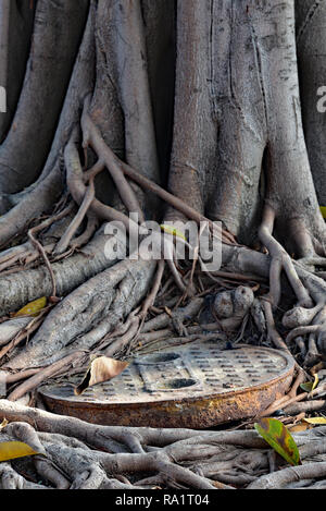 Banyan Tree radici la bonifica di un coperchio di drenaggio in Jallianwala Bagh, il sito del famoso massacro nel 1919, Amritsar, India, Asia. Foto Stock