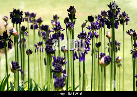 Graskop agapanthus crescendo in Kirstenbosch National Botanical Garden in Città del Capo Western Cape Province, Sud Africa. Foto Stock