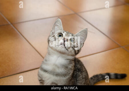 Gara e piccolo gatto con un aspetto strano sul pavimento a casa Foto Stock