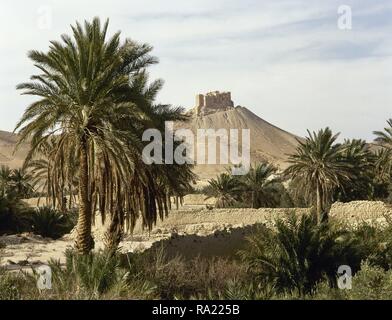 La Siria. L' Oasi di Palmyra. Il Palm Grove e le rovine della 'Qaalaat Ibn Mann' (fortezza in background.) Foto scattata prima di siria guerra civile. Foto Stock