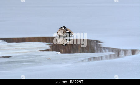 One Canada Goose o Branta canadensis hunkered giù da soli su freddo giorno sul lago ghiacciato Foto Stock