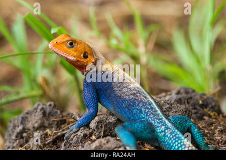 Un colorato maschio lucertola AGAMA SA (AGAMA SA lionotus) in appoggio su una piccola roccia al sole, Kenya Foto Stock