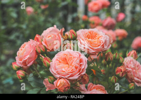 Bellissime rose bush di colore rosa nel giardino estivo Foto Stock