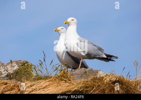 Aringa Gabbiano, Larus argentatus, Murray Isles, Solway Firth, Dumfries & Galloway, Scozia Foto Stock