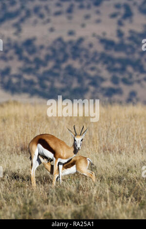 Springboks (Antidorcas marsupialis), giovani succhiare la sua madre, nella prateria aperta, mountain Zebra National Park, Capo orientale, Sud Africa e Africa Foto Stock