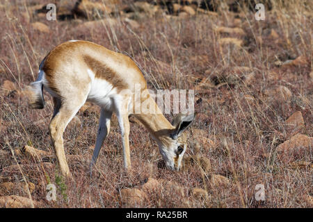 Giovani springbok (Antidorcas marsupialis), il pascolo in erba secca, Mountain Zebra National Park, Capo orientale, Sud Africa e Africa Foto Stock