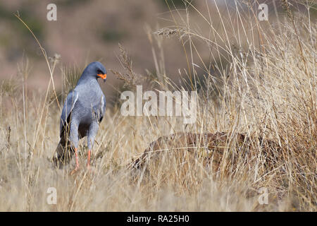 Il salmodiare pallido astore (Melierax canorus), Adulto, su di una lastra di pietra, in cerca di preda, Mountain Zebra National Park, Capo orientale, Sud Africa e Africa Foto Stock