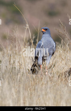 Il salmodiare pallido astore (Melierax canorus), Adulto, su di una lastra di pietra, in cerca di preda, Mountain Zebra National Park, Capo orientale, Sud Africa e Africa Foto Stock