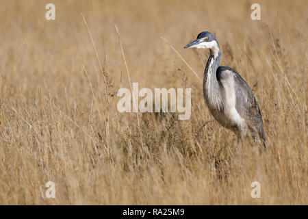 A testa nera airone rosso (Ardea melanocephala), adulto, in alta erba secca, in cerca di preda, Mountain Zebra National Park, Capo orientale, Sud Africa, Af Foto Stock