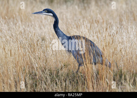 A testa nera airone rosso (Ardea melanocephala), a piedi, per adulti in alta erba secca, in cerca di preda, Mountain Zebra National Park, Capo orientale, Sud Af Foto Stock