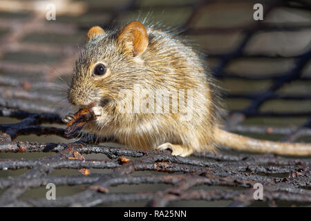 Quattro strisce di erba (mouse Rhabdomys pumilio), sul grill, il taglio di un pezzo di carne alla brace, Mountain Zebra National Park, Capo orientale, Sud Africa Foto Stock