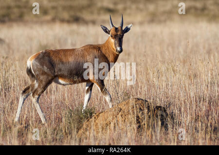 Blesbok (Damaliscus pygargus phillipsi), giovani, passeggiate nella prateria aperta, avviso Mountain Zebra National Park, Capo orientale, Sud Africa e Africa Foto Stock